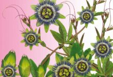 passionsblume schlafmittel