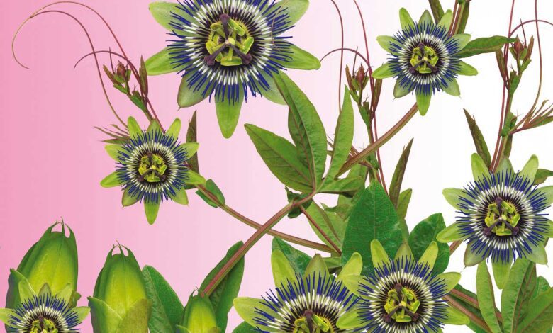 passionsblume schlafmittel