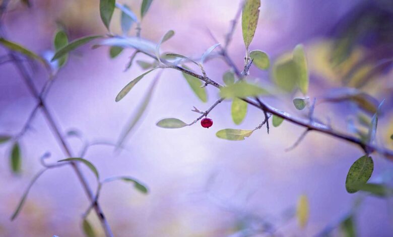 schlafbeeren schlafmittel