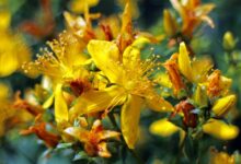 johanniskraut schlafmittel