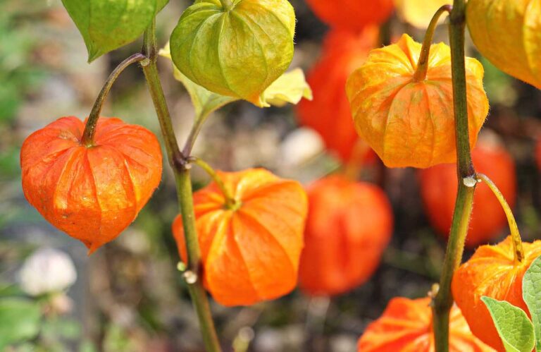 Ashwagandha [Bildinhalt mit KI erstellt]