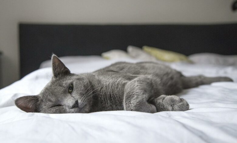 Nachts mit Katzen im Bett schlafen - eine gute oder schlechte Idee?